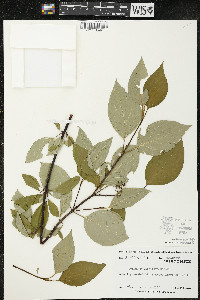 Cornus sericea subsp. sericea image