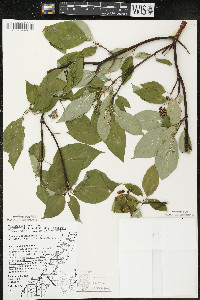 Cornus sericea subsp. sericea image