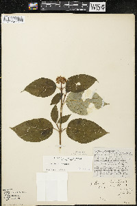 Cornus sericea subsp. sericea image