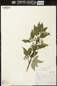 Cornus sericea subsp. sericea image