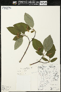 Cornus sericea subsp. sericea image