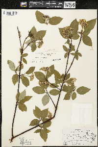 Cornus sericea subsp. sericea image