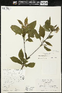 Cornus sericea subsp. sericea image