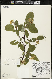 Cornus sericea subsp. sericea image