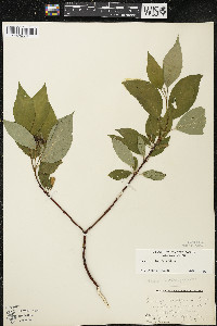 Cornus sericea subsp. sericea image