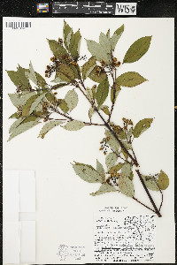 Cornus sericea subsp. sericea image