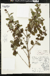 Symphoricarpos orbiculatus image