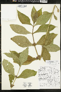 Triosteum aurantiacum var. aurantiacum image