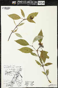 Cornus sericea subsp. sericea image