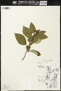 Cornus sericea subsp. sericea image