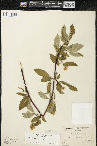 Cornus sericea subsp. sericea image