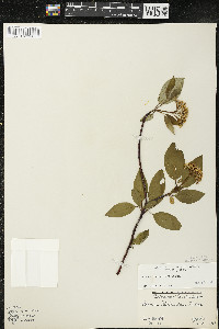 Cornus sericea subsp. sericea image