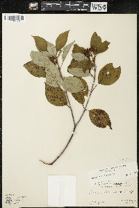 Cornus sericea subsp. sericea image