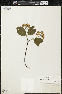 Cornus sericea subsp. sericea image