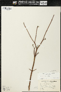 Cornus sericea subsp. sericea image