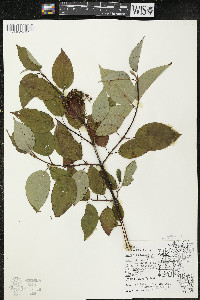 Cornus sericea subsp. sericea image