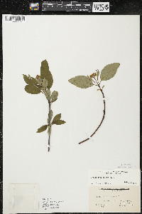 Cornus sericea subsp. sericea image