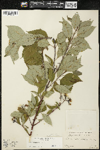 Cornus sericea subsp. sericea image