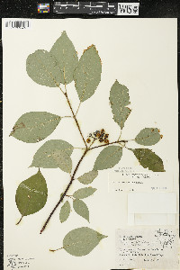 Cornus sericea subsp. sericea image