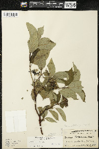 Cornus sericea subsp. sericea image