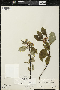 Cornus sericea subsp. sericea image