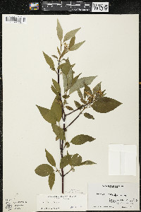 Cornus sericea subsp. sericea image