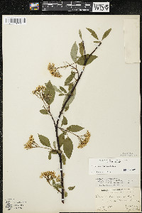 Cornus sericea subsp. sericea image