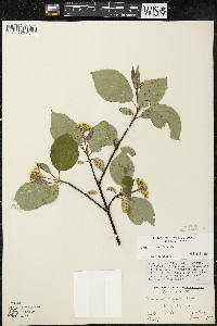 Cornus sericea subsp. sericea image