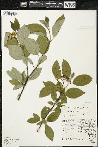 Cornus sericea subsp. sericea image