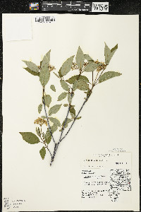 Cornus sericea subsp. sericea image