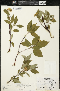 Cornus sericea subsp. sericea image