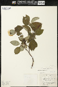 Cornus sericea subsp. sericea image