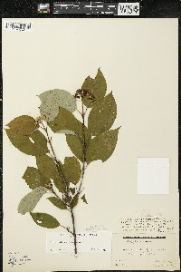 Cornus sericea subsp. sericea image