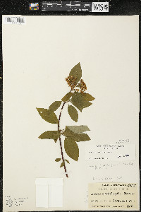 Cornus sericea subsp. sericea image