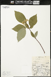 Cornus sericea subsp. sericea image