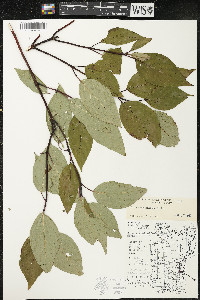 Cornus sericea subsp. sericea image