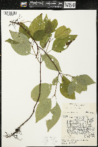 Cornus sericea subsp. sericea image