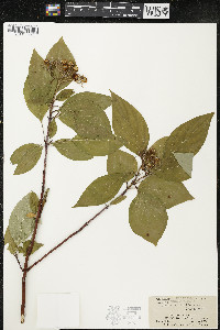 Cornus sericea subsp. sericea image