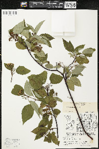 Cornus sericea subsp. sericea image