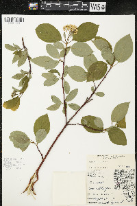 Cornus sericea subsp. sericea image