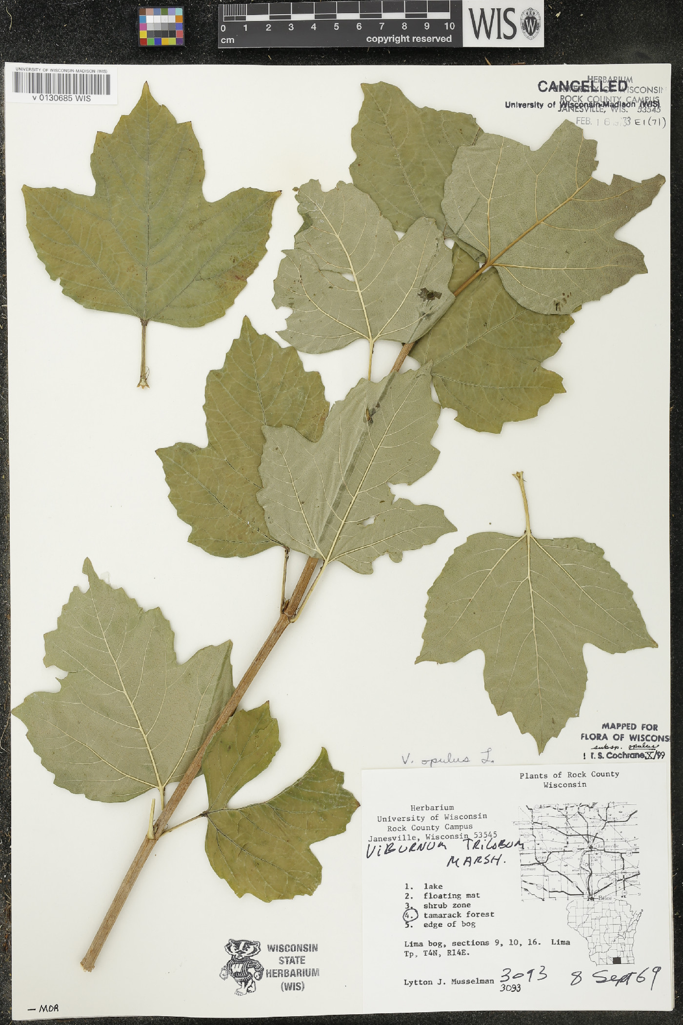 Viburnum opulus subsp. opulus image