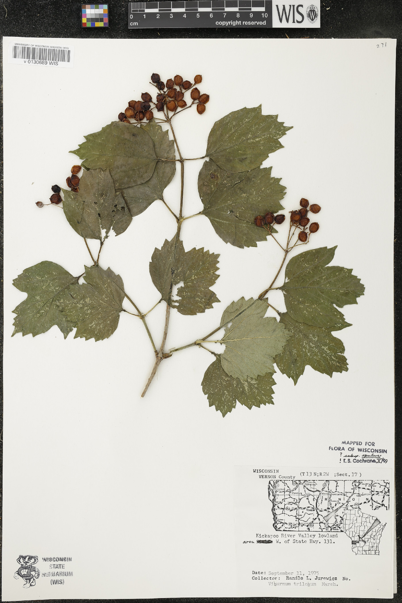 Viburnum opulus subsp. opulus image