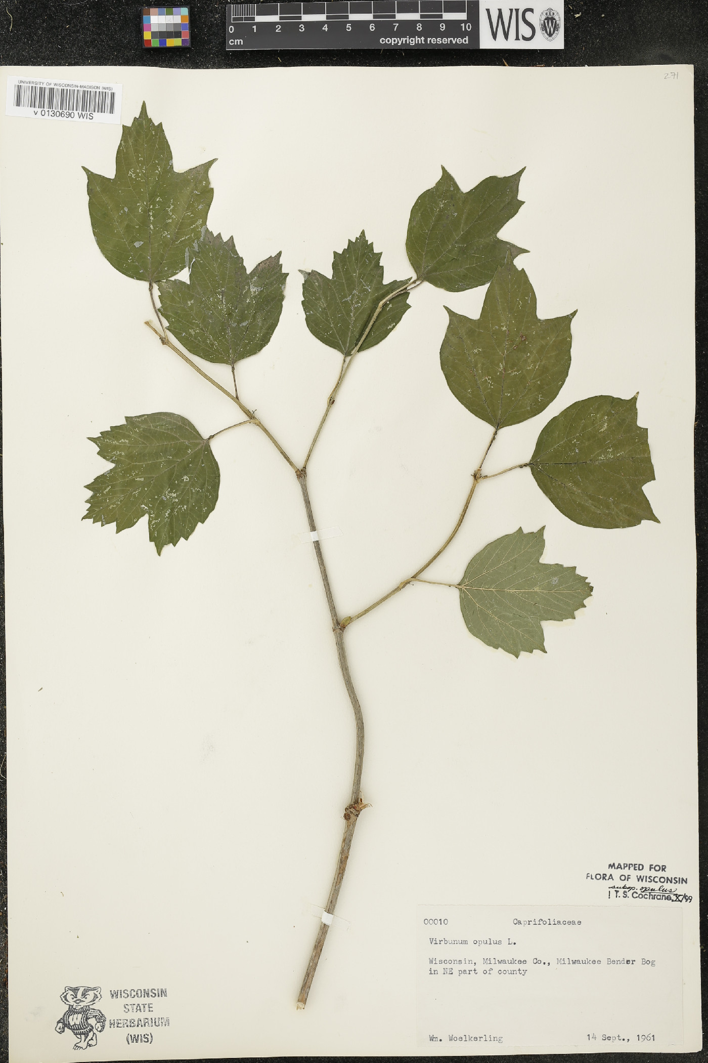Viburnum opulus subsp. opulus image