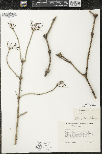 Viburnum opulus image