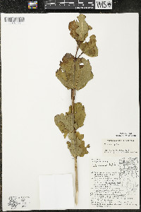 Viburnum opulus image