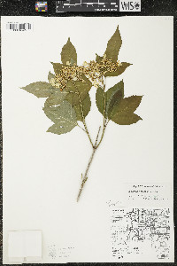 Viburnum trilobum image