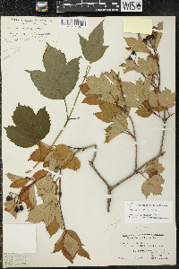 Viburnum trilobum image