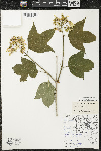 Viburnum trilobum image