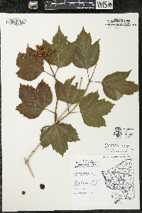 Viburnum trilobum image