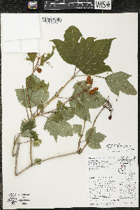 Viburnum trilobum image